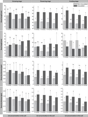 Fungal Seed Endophyte FZT214 Improves Dysphania ambrosioides Cd Tolerance Throughout Different Developmental Stages